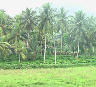 Kleine private Teeplantage