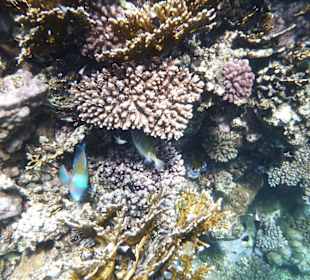 Papageienfisch am Tulip Resort