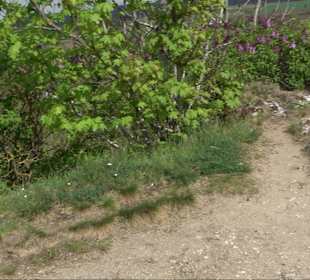 Wallersteiner Felsen