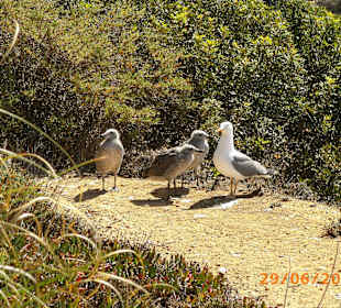 Eine Möwen-Mutter mit ihren halb erwachsenen Junge