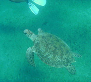 Tortue à abouh dabah