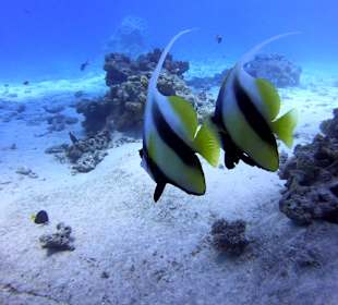 Tauchbasis Ilios Dive Club Steigenberger Al Dau Resort Hurgh