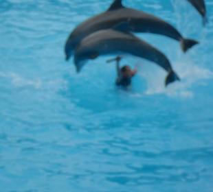 Delfinen Show Loro Parque