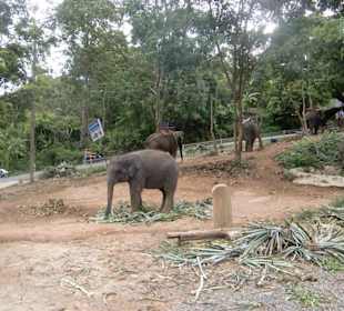 Jetzt hab ich Pause ( Showelefant)