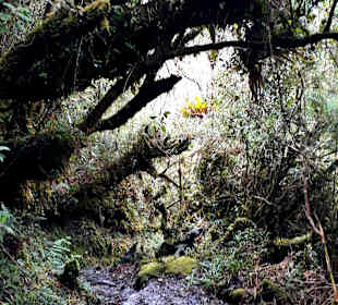 Podocarpus Nationalpark