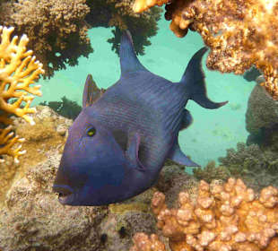 Blaustreifen Drückerfisch