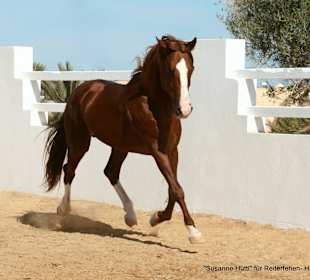 Maurice