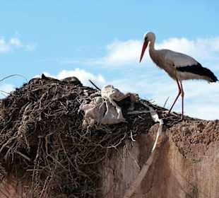 Storch beim Nestbau
