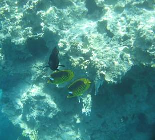 Hotel Al Nabila Grand Makadi