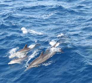 Delfine neben dem Schiff