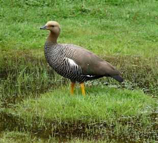 Kanadische Graugans im Park