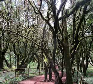  Besucherzentrum Nationalpark Garajonay