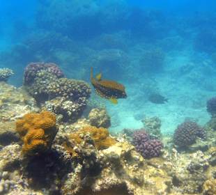 Kugelfisch am Hausriff