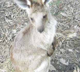 Junges Kangaroo