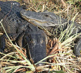 Everglades National Park: Anhinga Trail