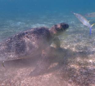 Schnorcheln Marsa Alam