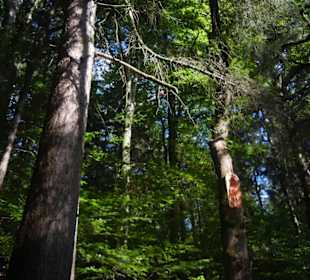 Sachsenwald