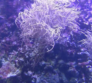 Meeresmuseum Stralsund