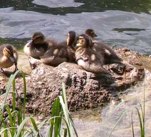 Entenfamilie
