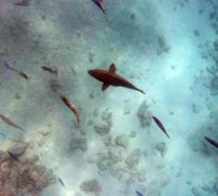 Schnorcheltour - Unterwasseraufnahme