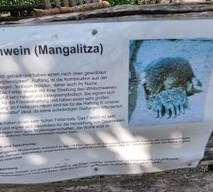 Info zum Wollschwein