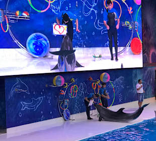 Delfinschwimmen Dolphin Bay Dubai