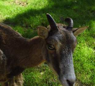 WildparkImpression September 2013