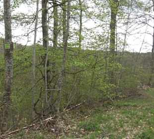 Premiumwanderweg Hochgebürzelt