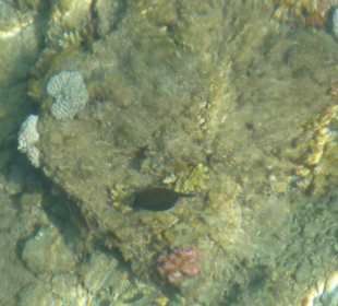 Kugelfisch am Bootssteg