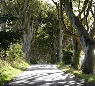 "The Dark Hedges"