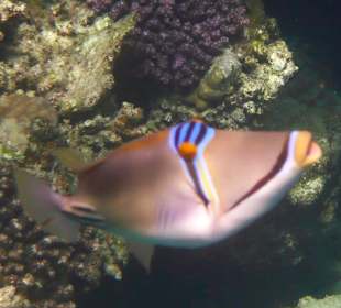 Riff vor Hotel Steigenberger Coraya Beach