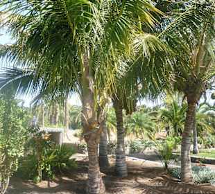Im Parque de Botanico (Innenbereich)