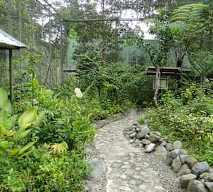 Poring Hot Springs - Schmetterlingsgarten