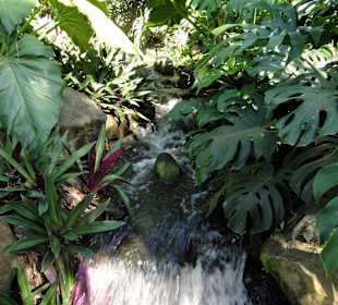 Impressionen aus dem Jardin Botanique de Deshaies