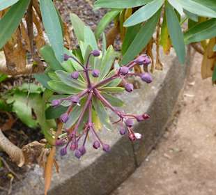 Impressionen La Gomera