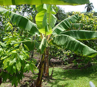 Bananenplantage