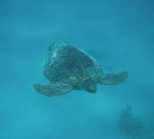 Schildkröte im Innenriff