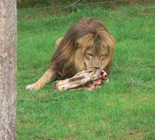 Löwe mit Snack