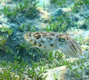 Schnorcheln Marsa Alam