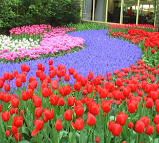 Moje ulubione kwiaty