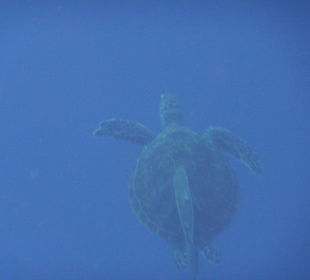 Hotel Tulip Resort - Schildkröte