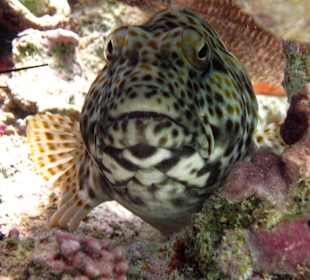 Rostflecken-Zackenbarsch