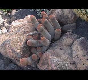 Kakteen so weit man sehen kann