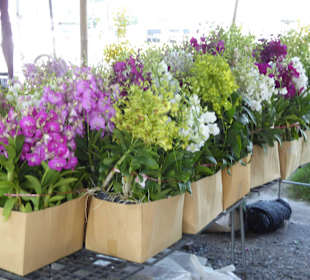 Orchideen über Orchideen und Farben