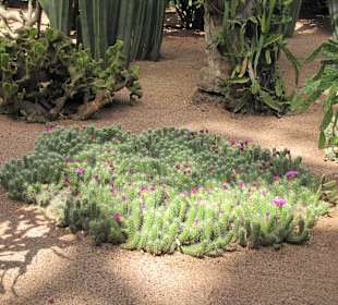 Jardin Majorelle