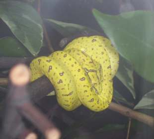 Aquarium Berlin