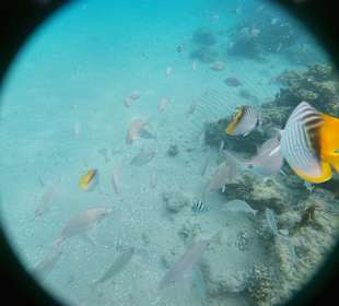 Glasbodenboot Tour Hurghada