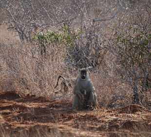 Hier beobachtet uns ein Pavian