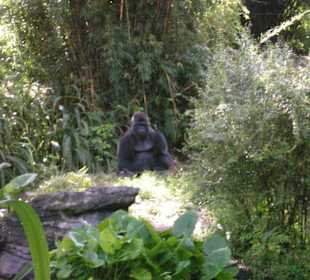 Gorilla am Africa Trail