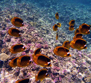 Am Aussenriff Richtung Resta Reef